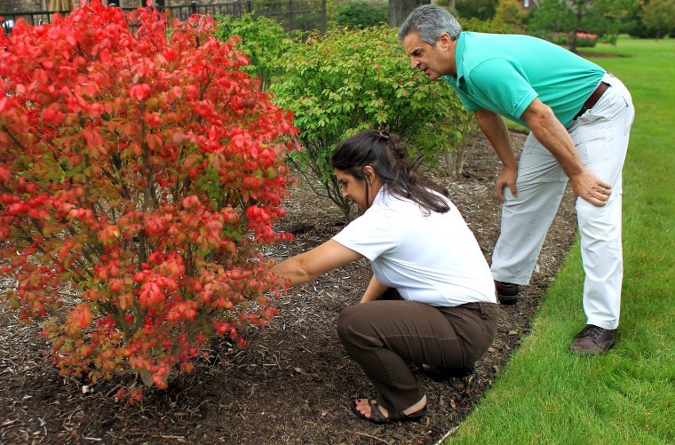Drought effects on leaves